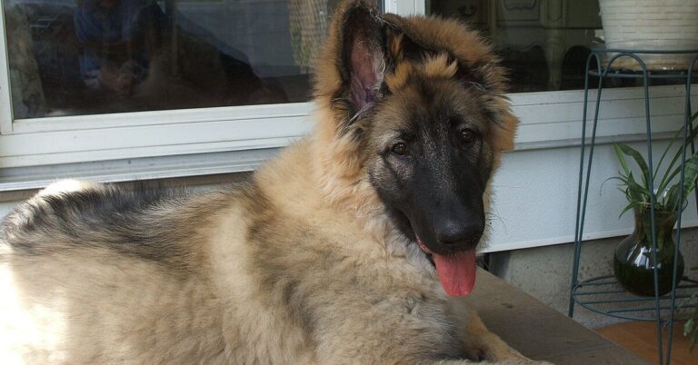 10 Reasons The Shiloh Stands Apart From Traditional Shepherd Breeds