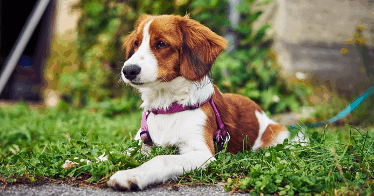 Why The Nederlandse Kooikerhondje Stands Out Among Dog Breeds