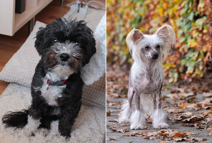 Both Varieties Born In One Litter