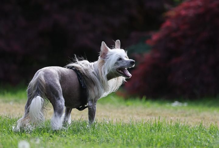 Famous For Hind-Leg Dancing