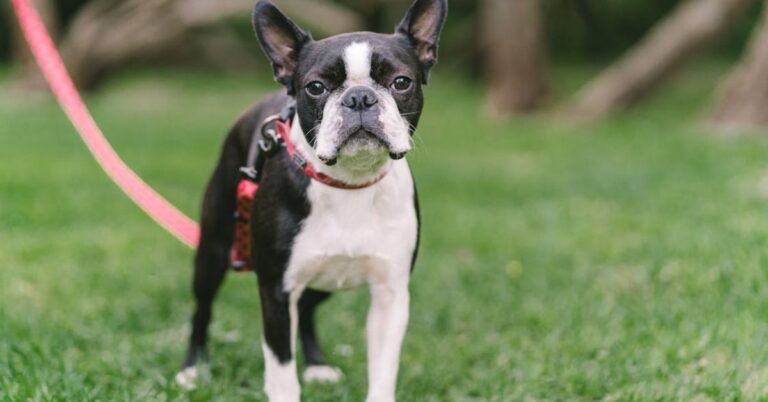 10 Ways Your Boston Terrier Shows They’re Part Of The Family
