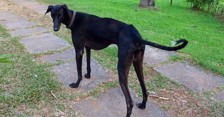 What You Should Know About The Mudhol Hound 