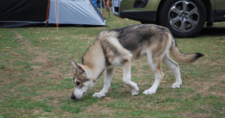 10 Fascinating Facts About The Utonagan Dog Breed