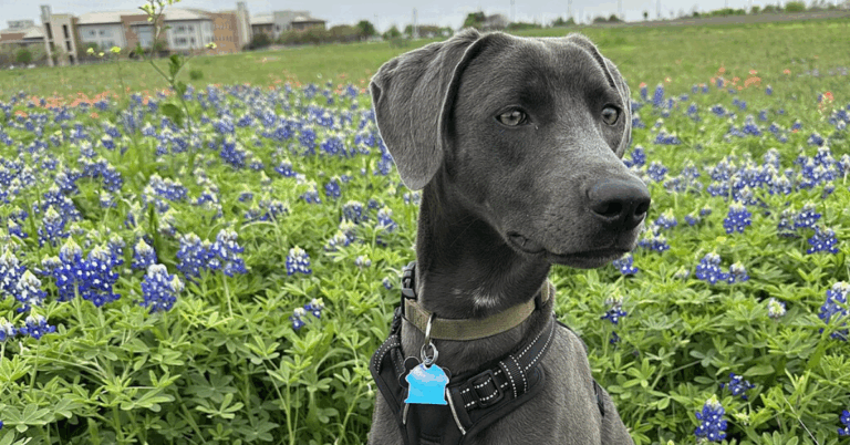 Gone But Vital: 10 Dog Breeds That Built The Frontier