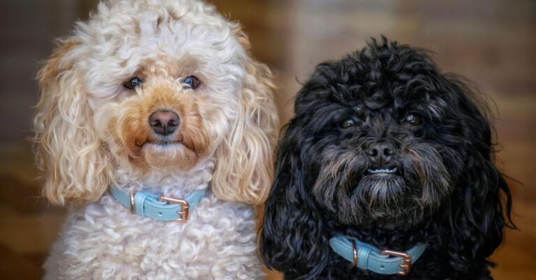 10 Dogs Who Do Best With A Buddy