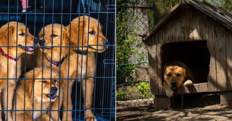 10 Differences Between Crates and Kennels That Every Dog Owner Should Know