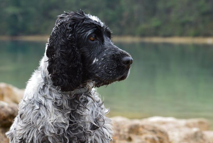 Social And Good With Other Pets