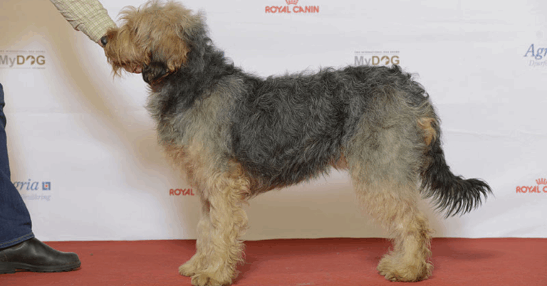 10 Things To Know About Bosnia’s Native Barak Hound