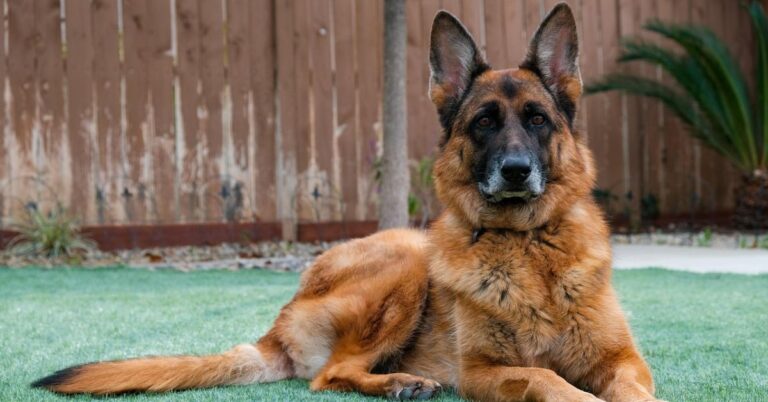 10 Dogs That Stay Watchful No Matter The Situation