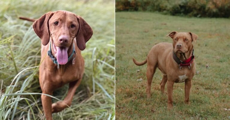 10 Things To Expect With A Vizsla Pitbull Mix At Home  