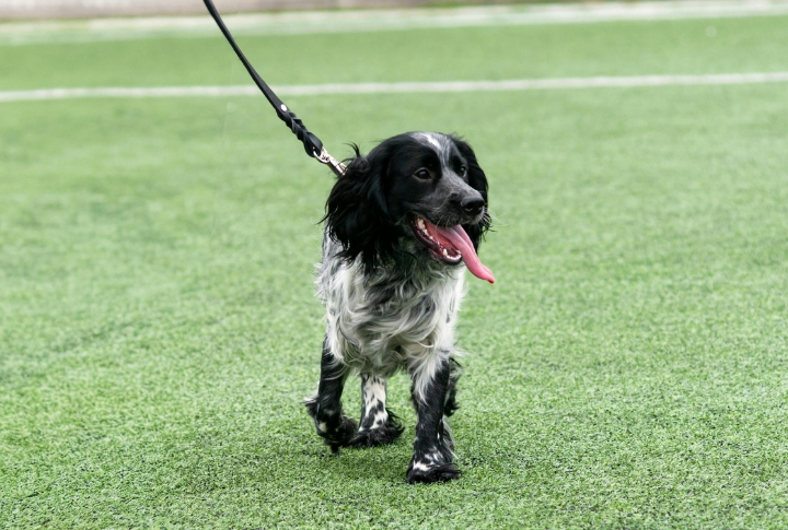 10 Things You Need To Know About The Russian Spaniel
