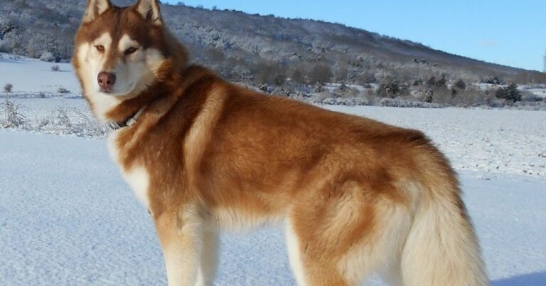 20 Things That Set The Siberian Husky Apart In The Canine World
