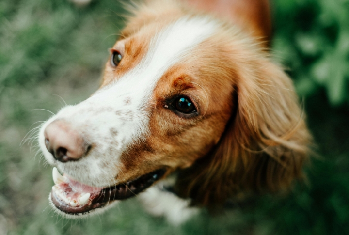 A Dog That Thrives On Mental Stimulation