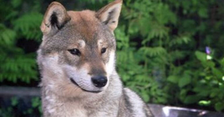 10 Reasons The Shikoku Dog Is A Rare Breed With A Rich Past