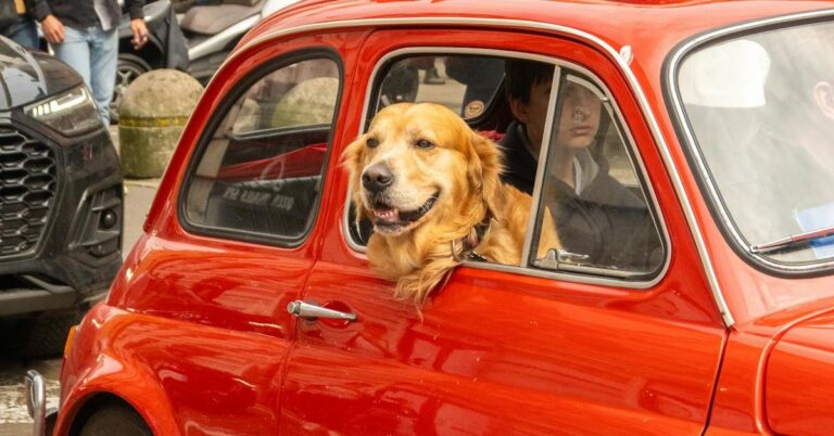 10 Mistakes That Stress Dogs Out On Road Trips