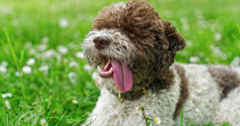 20 Fascinating Dog Breeds With One-Of-A-Kind Genetics