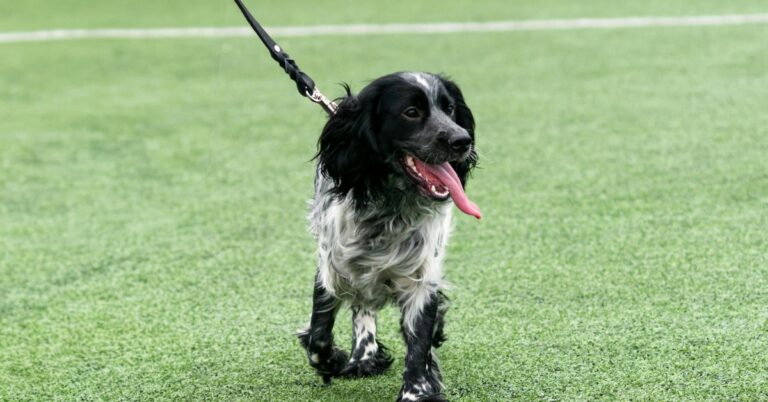 10 Things You Need To Know About The Russian Spaniel