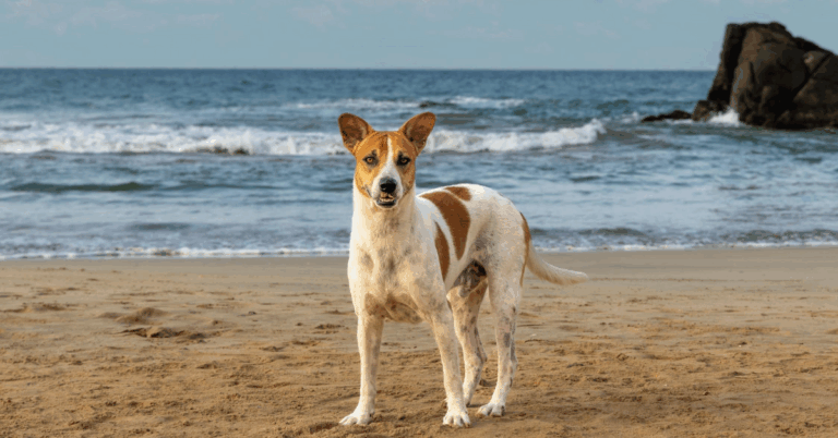 10 Amazing Things You Didn’t Know About The Telomian, A Malaysian Dog