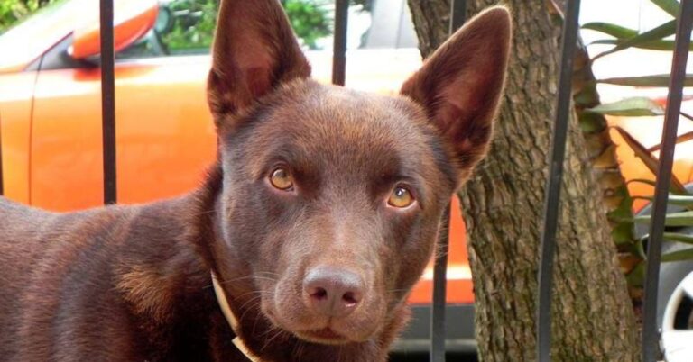 Breaking Down 10 Of Australian Kelpie’s Most Defining Features