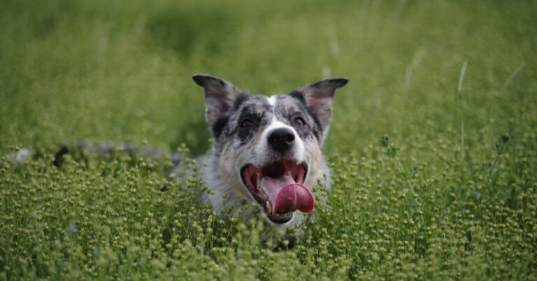 10 Working Dogs That Handle Livestock Like Pros 