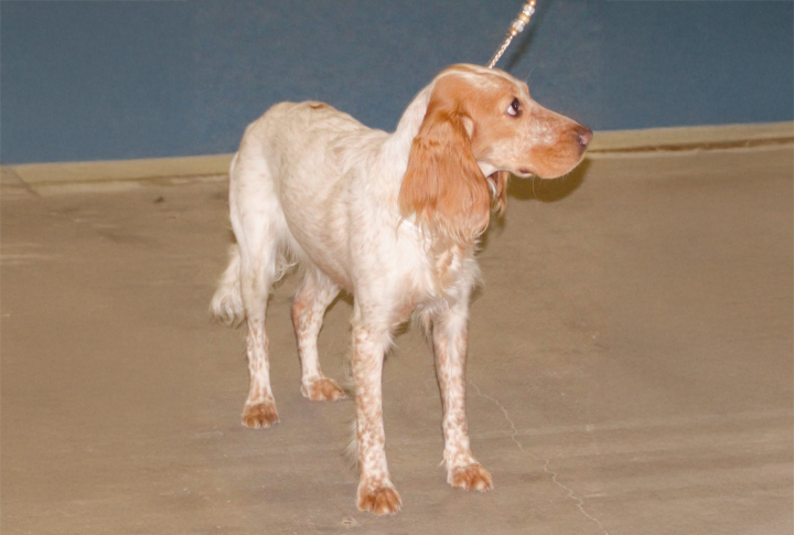 Origin Of The Russian Spaniel