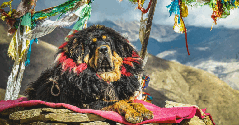 Meet The 10 Giants Of The Mastiff World