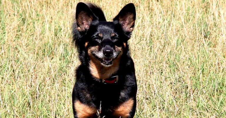 10 Things To Know Before Welcoming A Lancashire Heeler Into Your Life