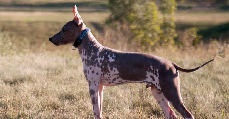 10 Ways The American Hairless Terrier Stands Out From Other Breeds