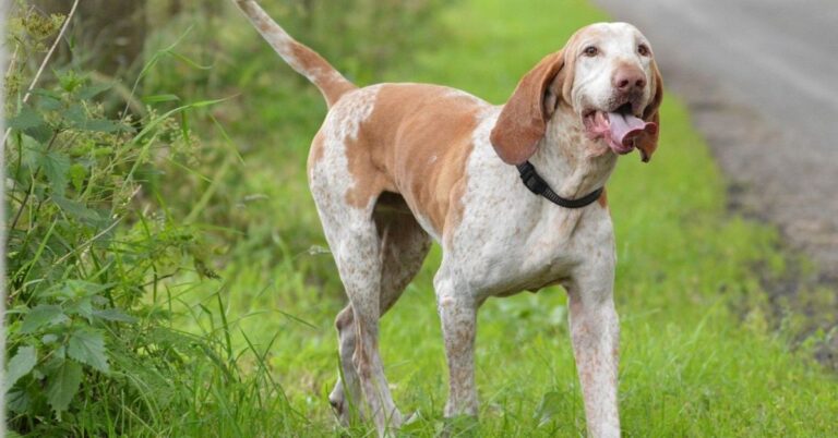 Discover Why The Bracco Italiano Is Winning Over Dog Lovers Everywhere