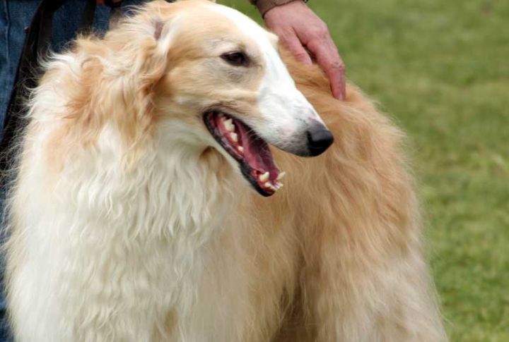 Gentle And Reserved Temperament
