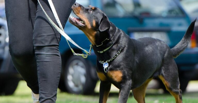 10 Legal Changes Every Pit Bull And Rottweiler Owner Should Know