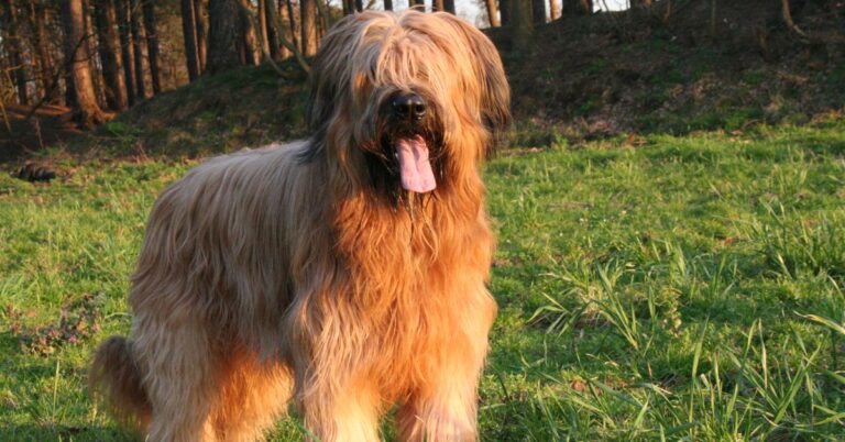 10 Traits That Define The Briard’s Distinct Personality