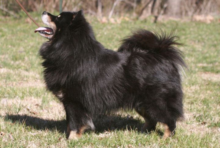 Makes An Excellent Watchdog