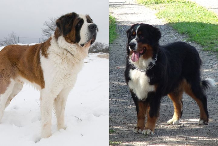 Saint Bernese