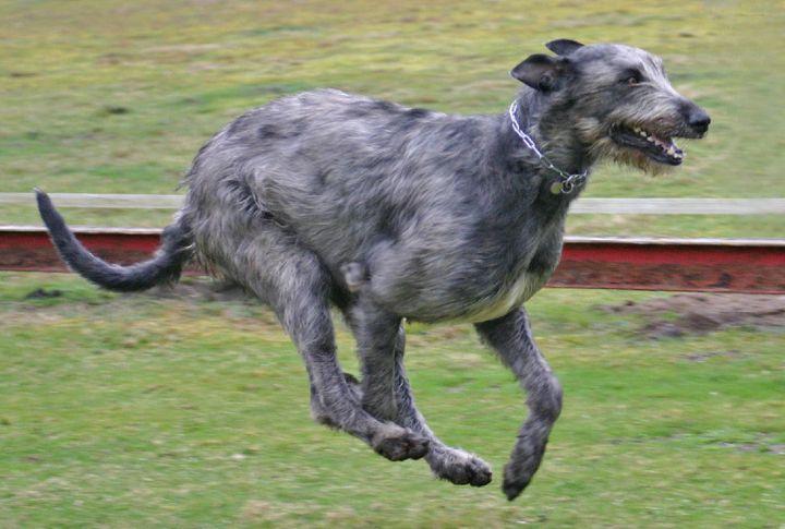 Irish Wolfhound