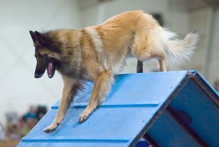 Belgian Tervuren