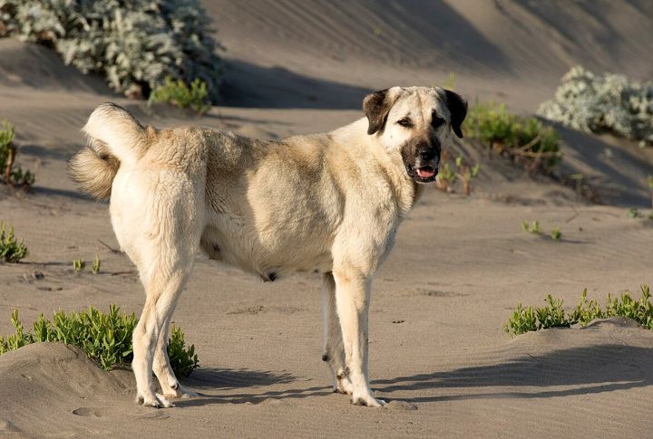 Anatolian Shepherd