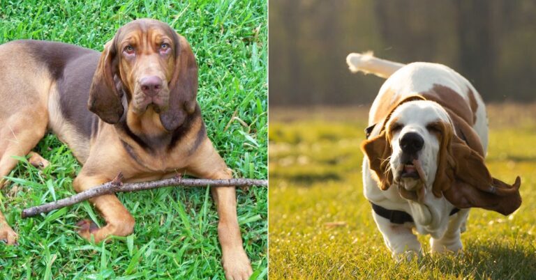10 Distinct Traits That Make Basset Hounds And Bloodhounds Unique