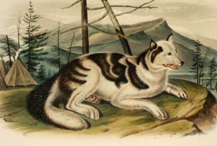 Hare Indian Dog