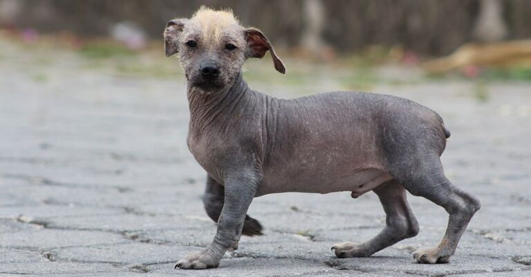 10 Things You Didn’t Know About The Ecuadorian Hairless Dog
