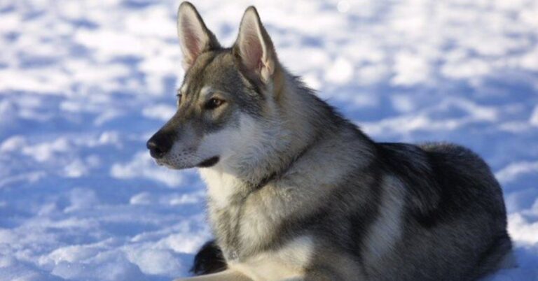Meet The Tamaskan: 10 Facts That Set It Apart
