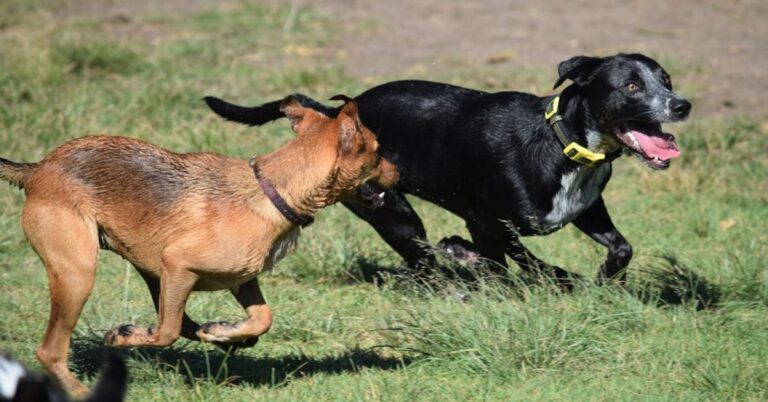 10 Real Explanations Behind Your Dog’s Seemingly Random Barking