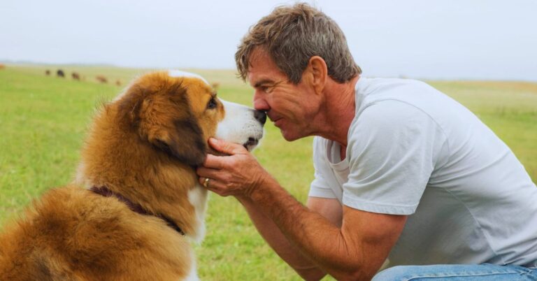 How Movie Trainers Get Dogs To Do The Impossible