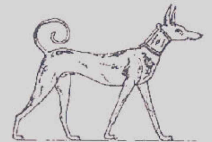 The Royal Guard Dog