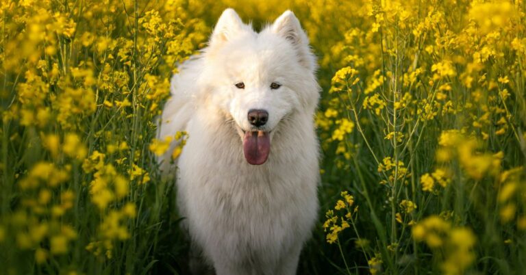 10 Happy Behaviors Only A Joyful Samoyed Will Display