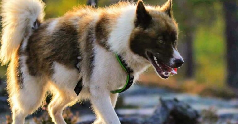 10 Reasons The Greenland Dog Is Still A Northern Legend