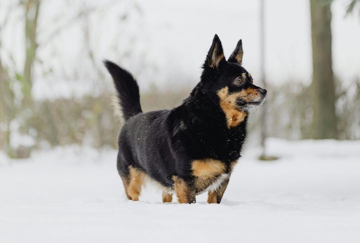 Ear Shape And Set That Signal Alertness