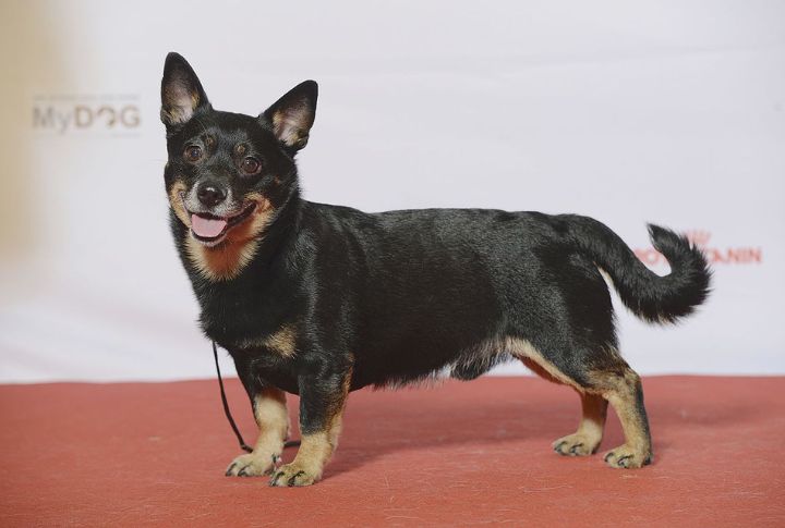 10 Traits That Earned The Lancashire Heeler A Place In The Show Ring