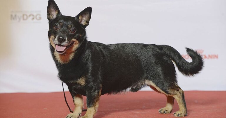 10 Traits That Earned The Lancashire Heeler A Place In The Show Ring