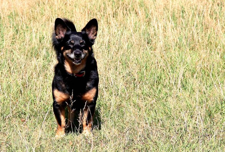 Unique Heeler Smile